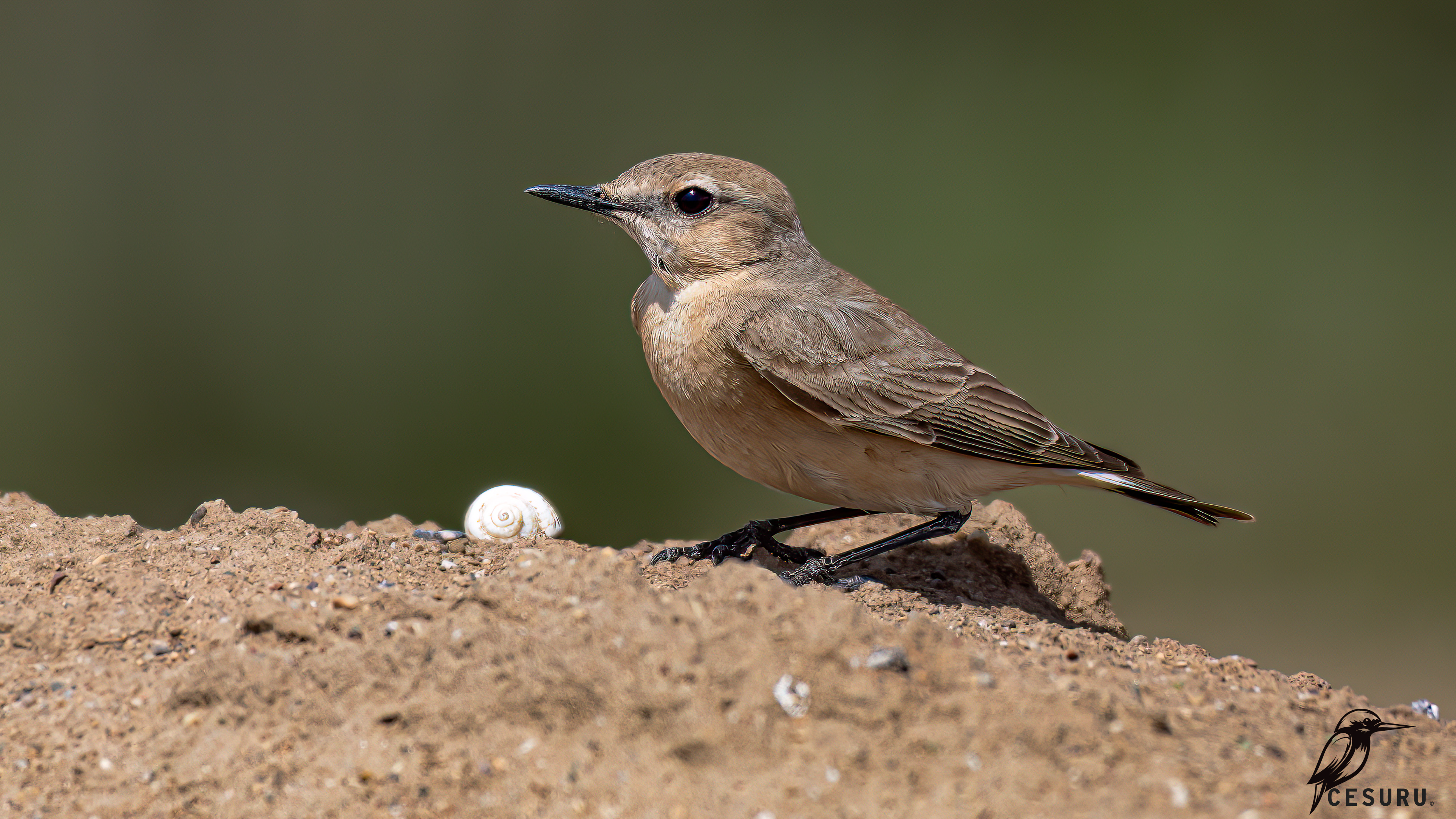 Isabelline Wheatear